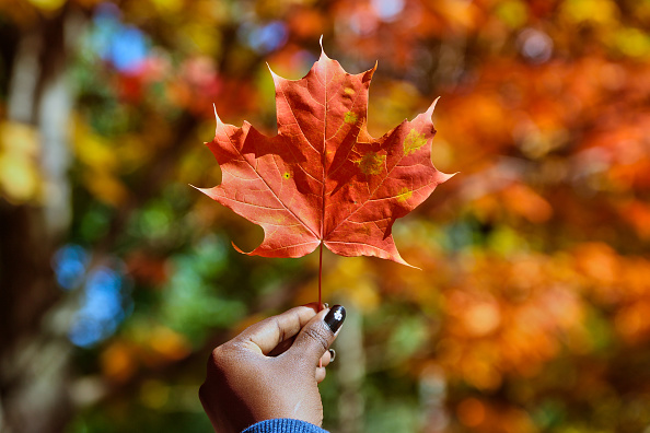 Why Fall is the Perfect Season for Personal Transformation